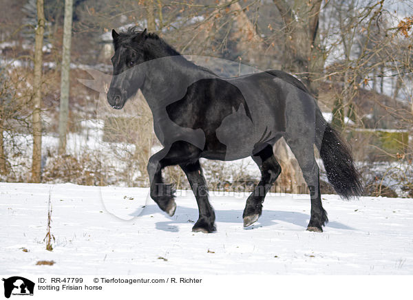 trotting Frisian horse / RR-47799
