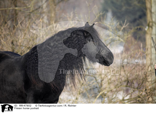 Frisian horse portrait / RR-47802