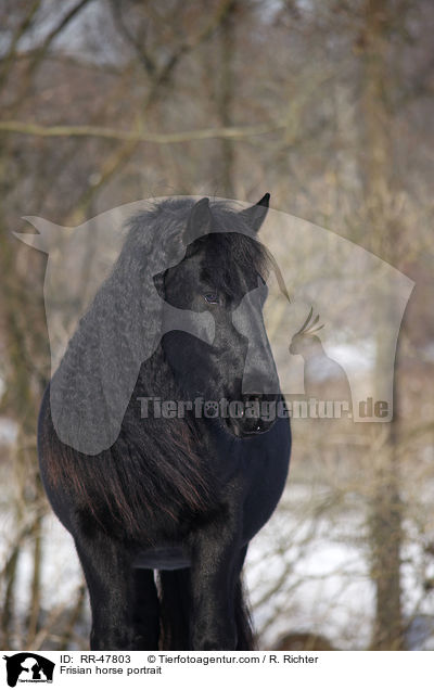 Frisian horse portrait / RR-47803