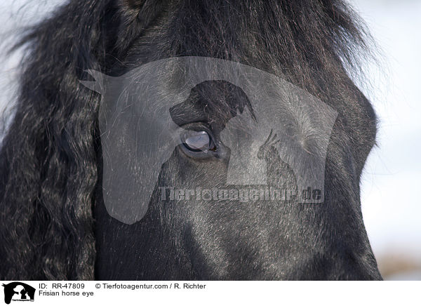 Frisian horse eye / RR-47809