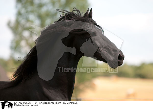 Frisian horse portrait / NS-03585