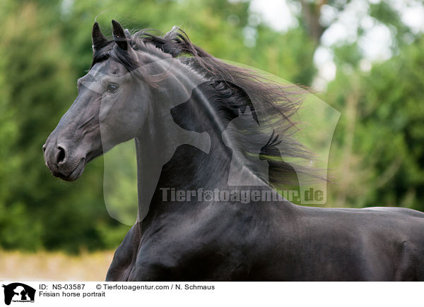 Frisian horse portrait / NS-03587
