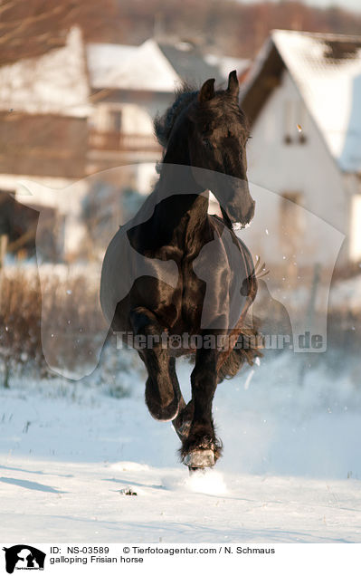 galloping Frisian horse / NS-03589