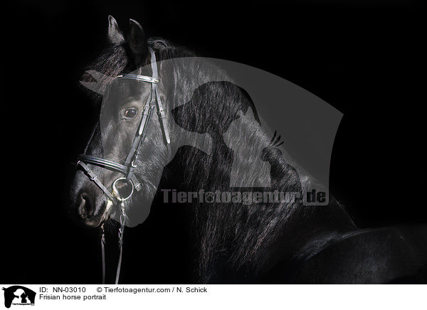 Frisian horse portrait / NN-03010