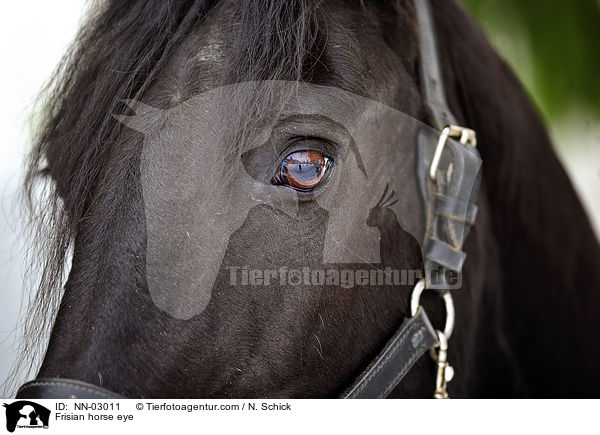 Frisian horse eye / NN-03011