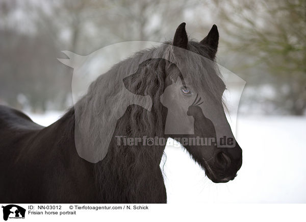 Frisian horse portrait / NN-03012