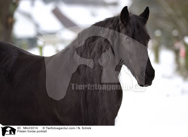 Frisian horse portrait / NN-03014