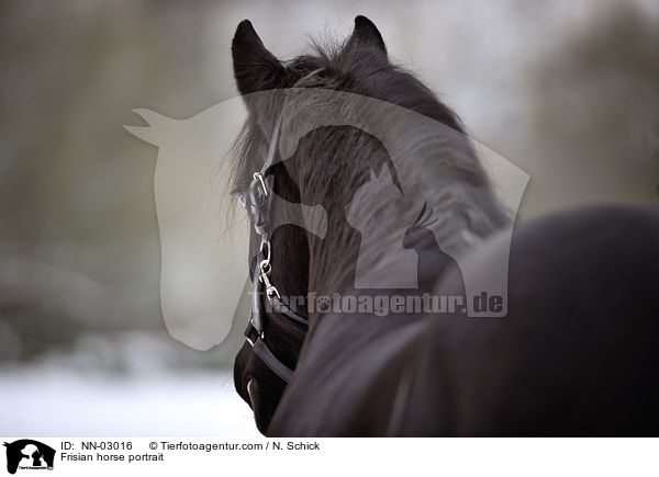 Frisian horse portrait / NN-03016