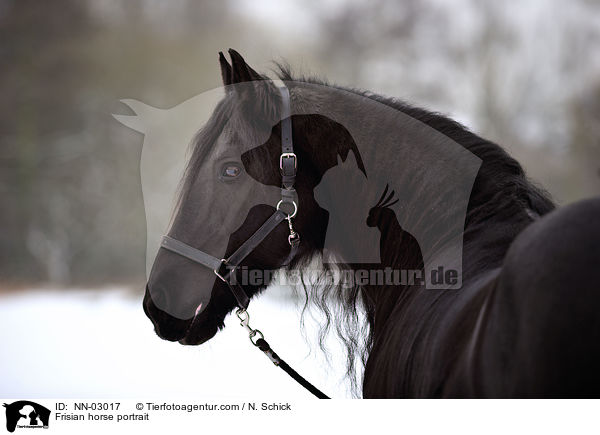 Frisian horse portrait / NN-03017