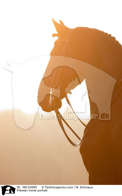 Friesian horse portrait / NS-03685