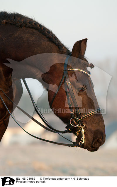 Friesian horse portrait / NS-03686