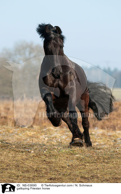 galloping Friesian horse / NS-03690