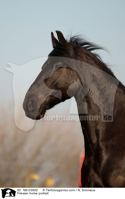 Friesian horse portrait / NS-03692