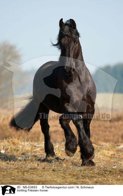 trotting Friesian horse / NS-03693