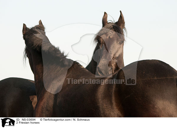 2 Friesian horses / NS-03694