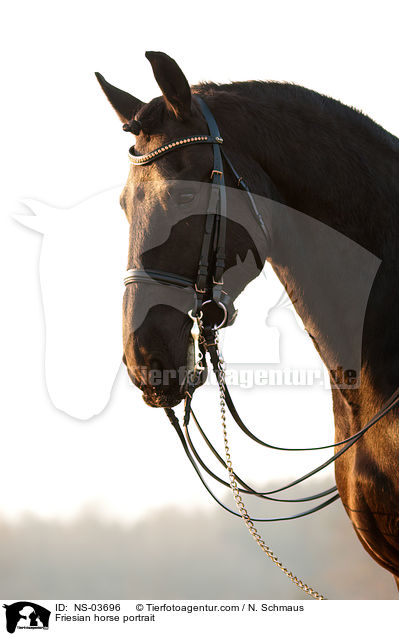 Friesian horse portrait / NS-03696