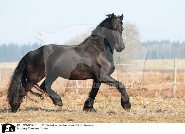 trotting Friesian horse / NS-03705