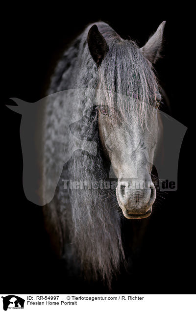 Friesian Horse Portrait / RR-54997
