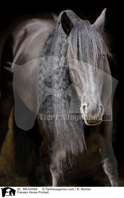 Friesian Horse Portrait / RR-54999