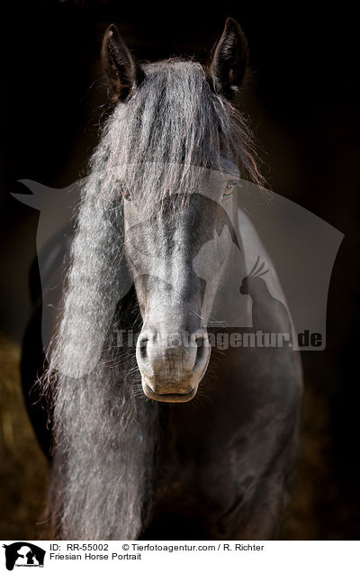 Friesian Horse Portrait / RR-55002