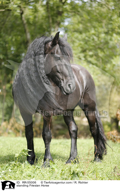 standing Friesian Horse / RR-55006