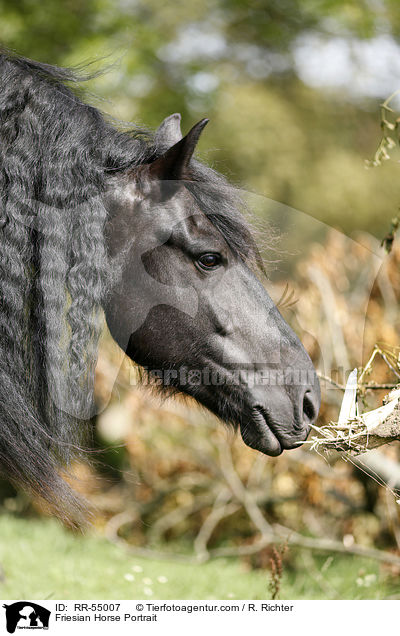 Friesian Horse Portrait / RR-55007