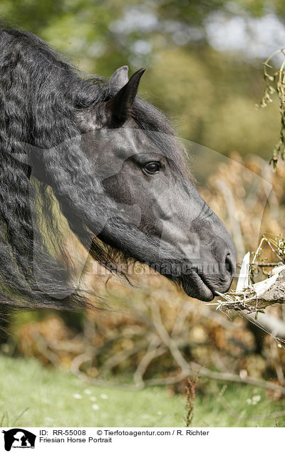 Friesian Horse Portrait / RR-55008