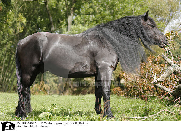 standing Friesian Horse / RR-55010