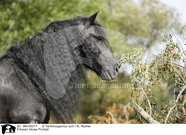 Friesian Horse Portrait / RR-55011