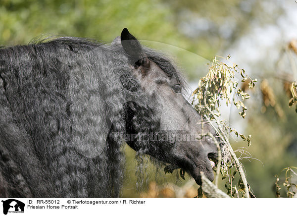 Friesian Horse Portrait / RR-55012