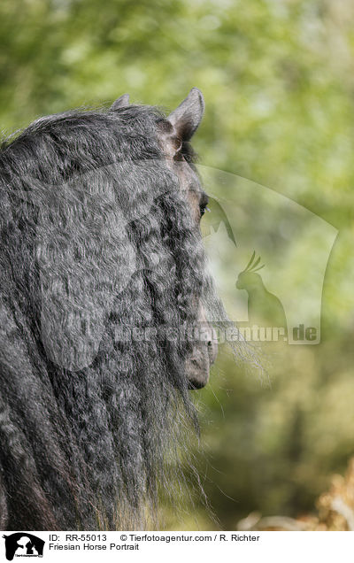Friesian Horse Portrait / RR-55013
