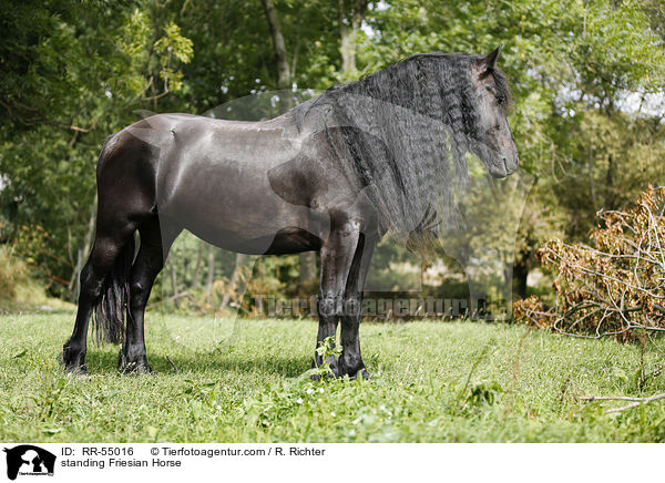 standing Friesian Horse / RR-55016