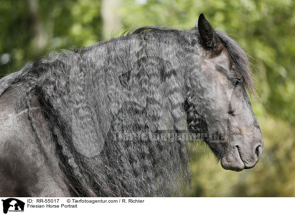 Friesian Horse Portrait / RR-55017