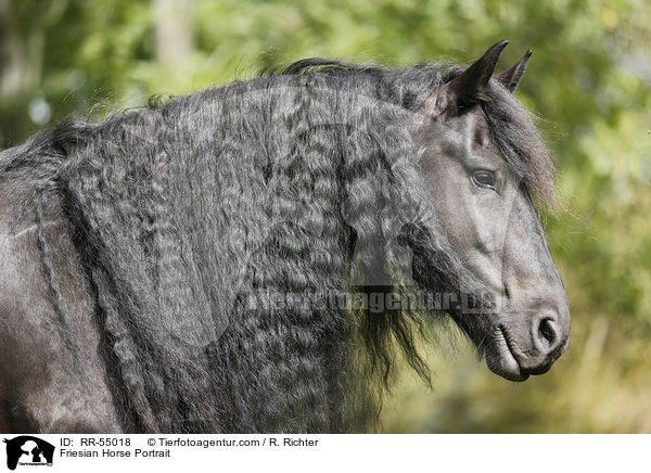 Friesian Horse Portrait / RR-55018
