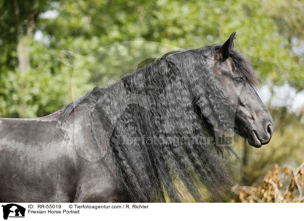 Friesian Horse Portrait / RR-55019