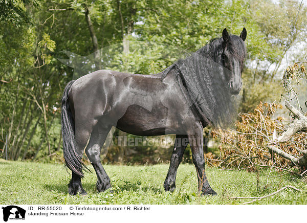 standing Friesian Horse / RR-55020