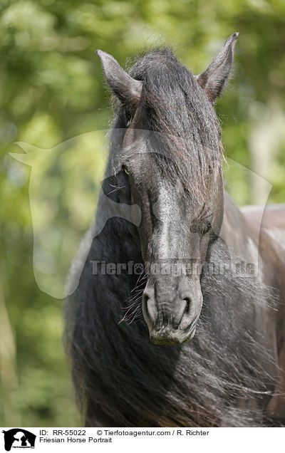 Friesian Horse Portrait / RR-55022