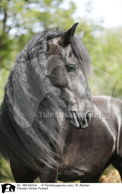 Friesian Horse Portrait / RR-55024