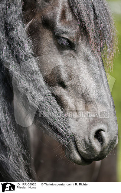 Friesian Horse / RR-55026