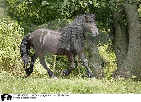 trotting Friesian Horse / RR-55030