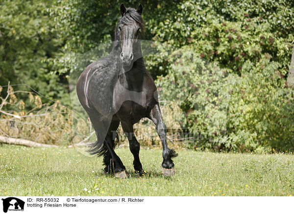 trotting Friesian Horse / RR-55032