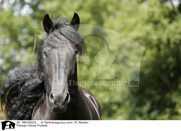 Friesian Horse Portrait / RR-55033
