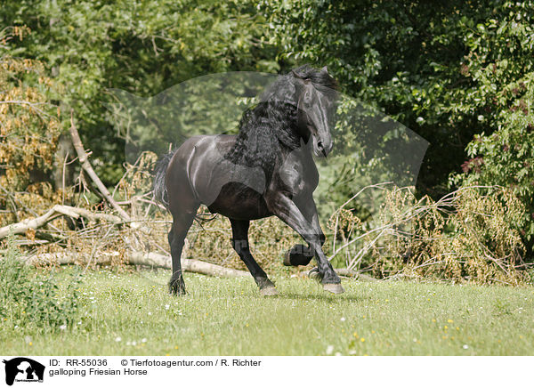 galloping Friesian Horse / RR-55036