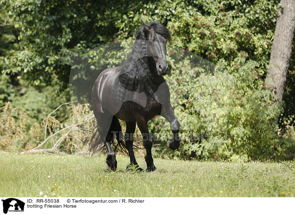 trotting Friesian Horse / RR-55038