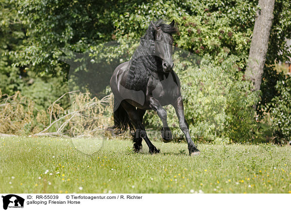 galloping Friesian Horse / RR-55039