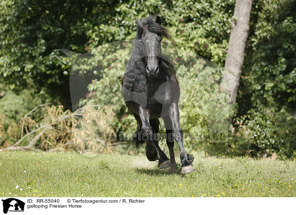 galloping Friesian Horse / RR-55040