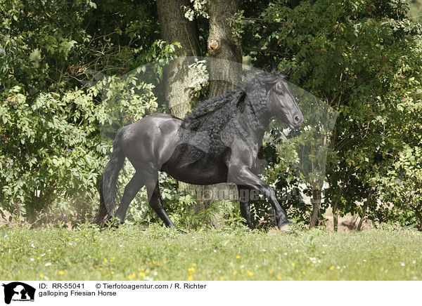 galloping Friesian Horse / RR-55041