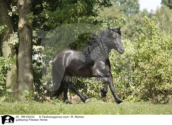 galloping Friesian Horse / RR-55042