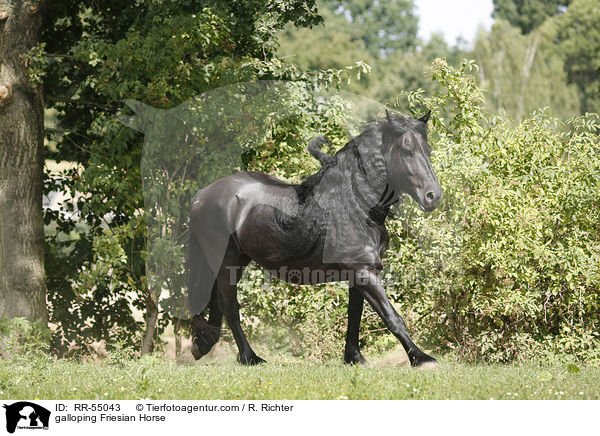 galloping Friesian Horse / RR-55043