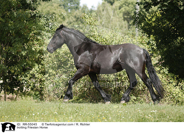trotting Friesian Horse / RR-55045